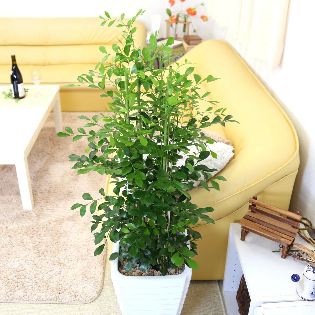 シルクジャスミン 8号