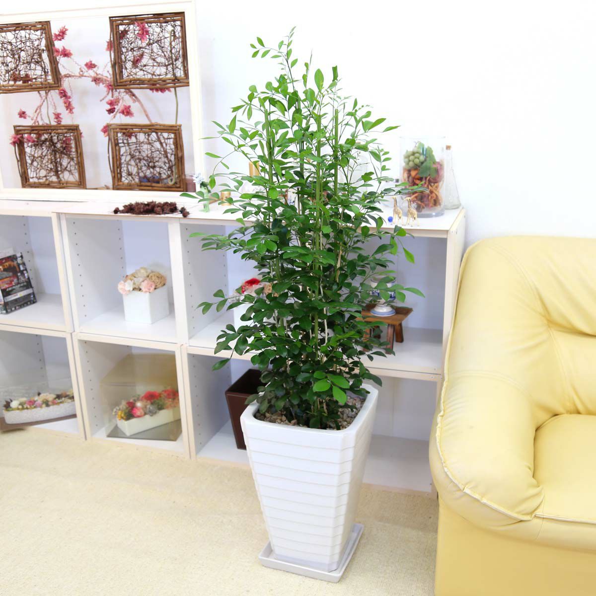 シルクジャスミン 8号