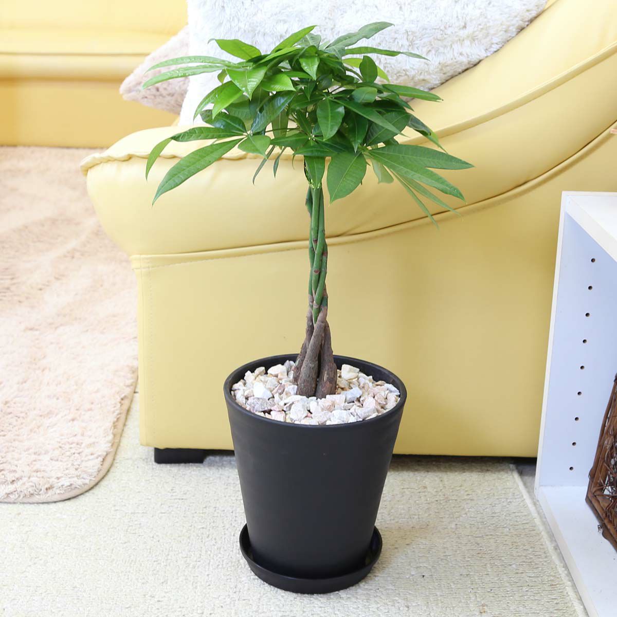 パキラ 編みタイプ 6号