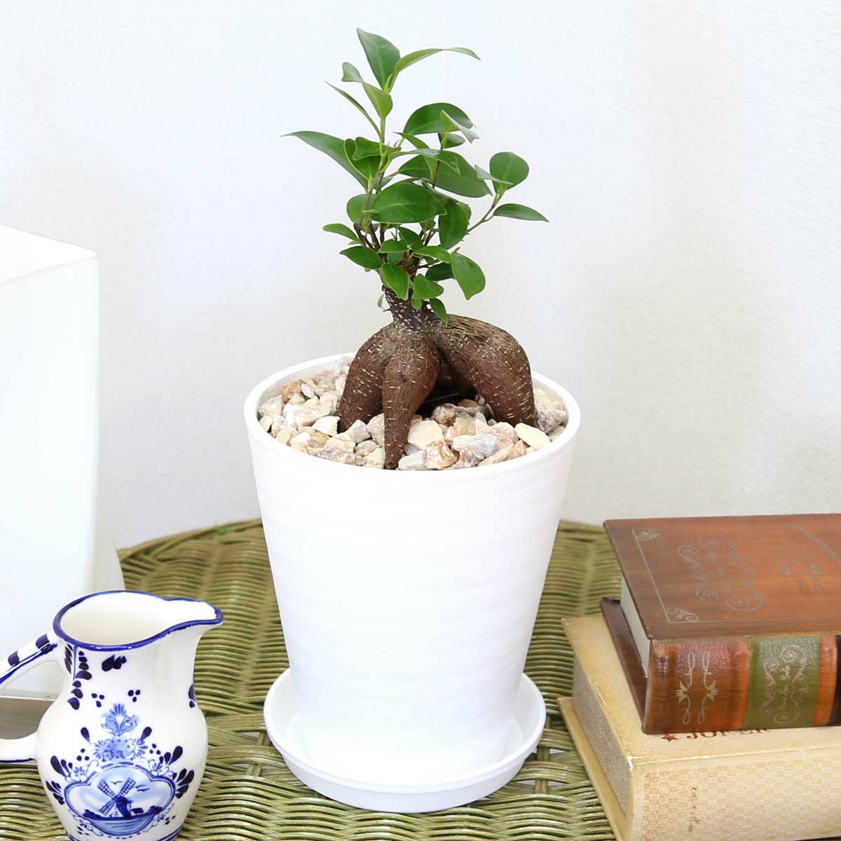 ガジュマル 5号