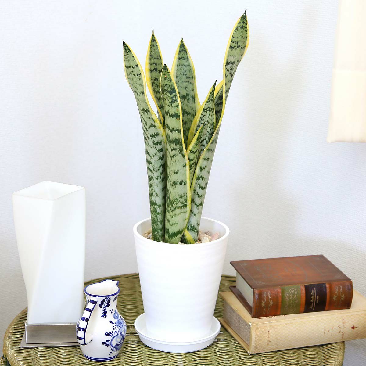 サンスベリア 5号 選べるセラアート鉢