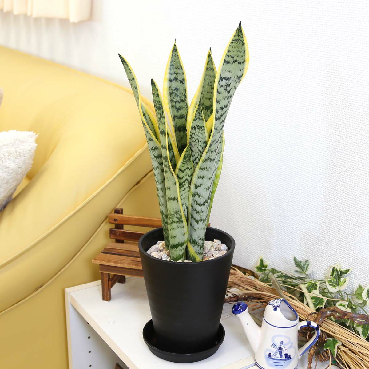 サンスベリア 5号 選べるセラアート鉢