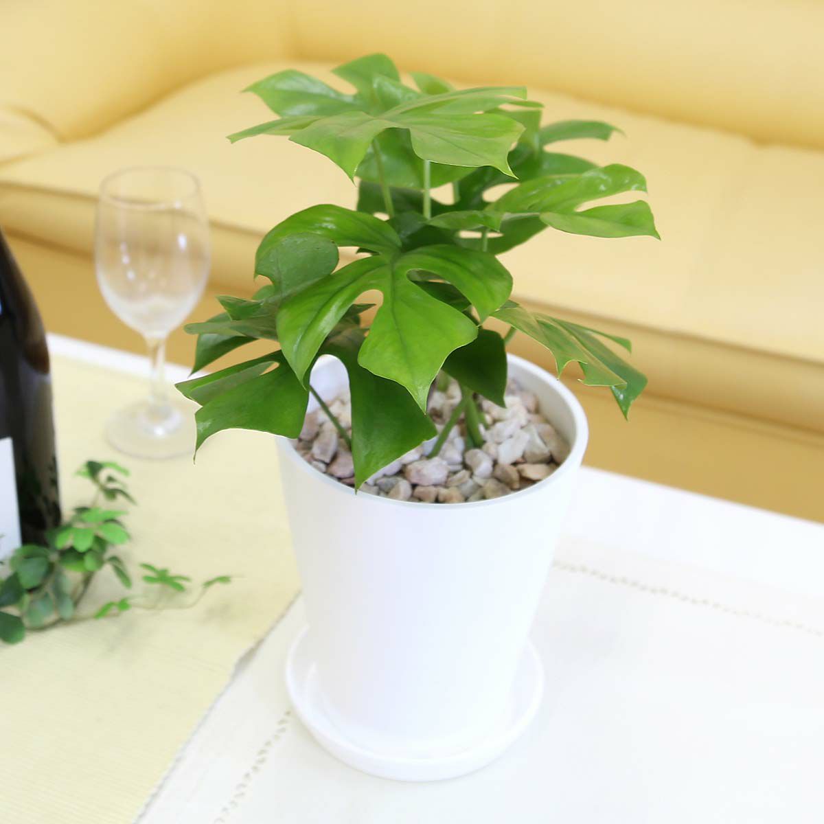 ヒメモンステラ 5号