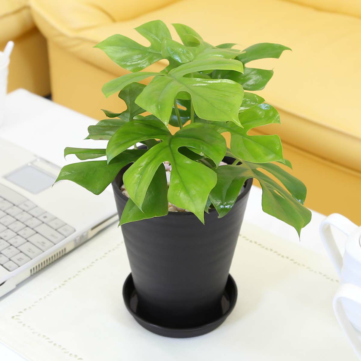 ヒメモンステラ 5号