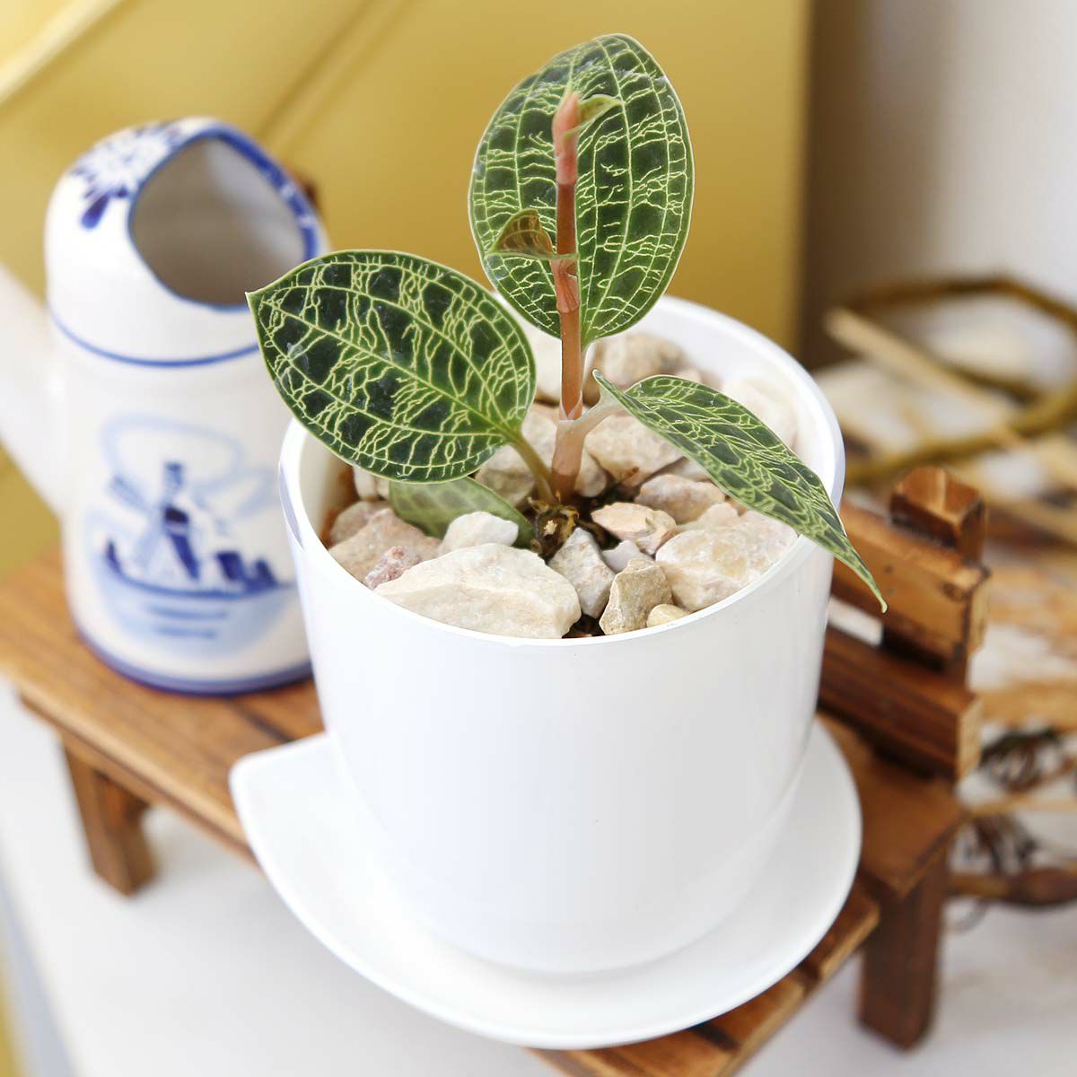 ジュエルオーキッド マコデス 3号