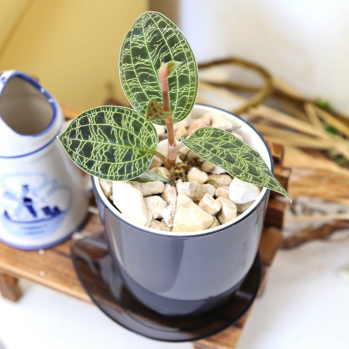 ジュエルオーキッド マコデス 3号