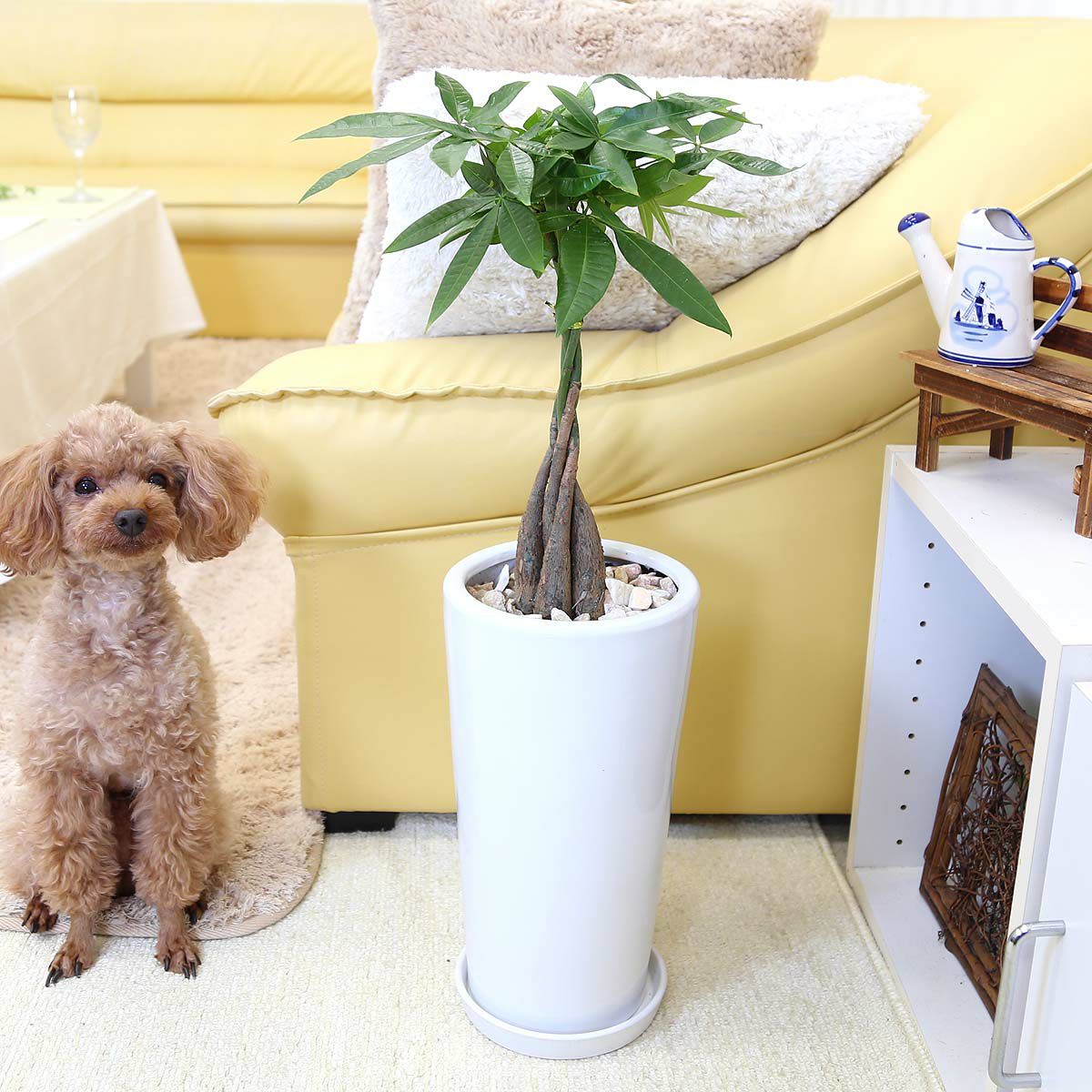 観葉植物を置き場所や特徴で選ぶ ブルーミングスケープ 通販 販売