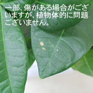 パキラの葉の傷