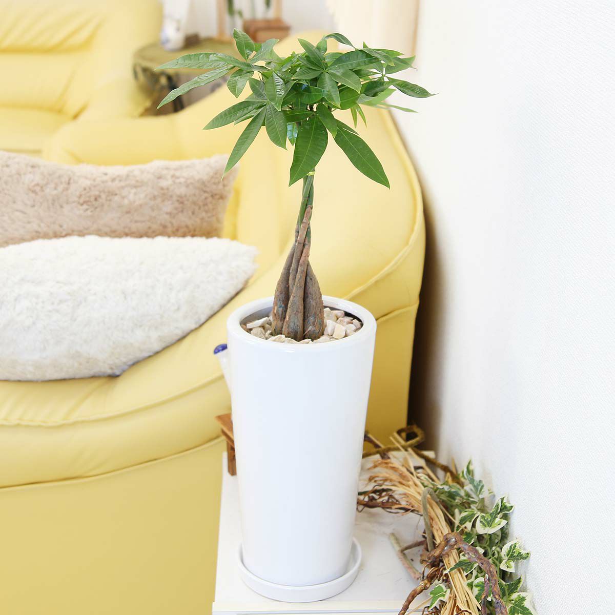 パキラ 編みタイプ 6号