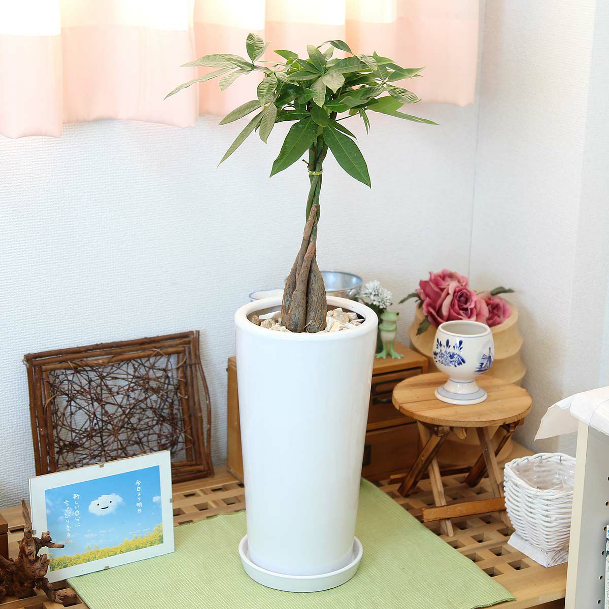 パキラ 編みタイプ 6号