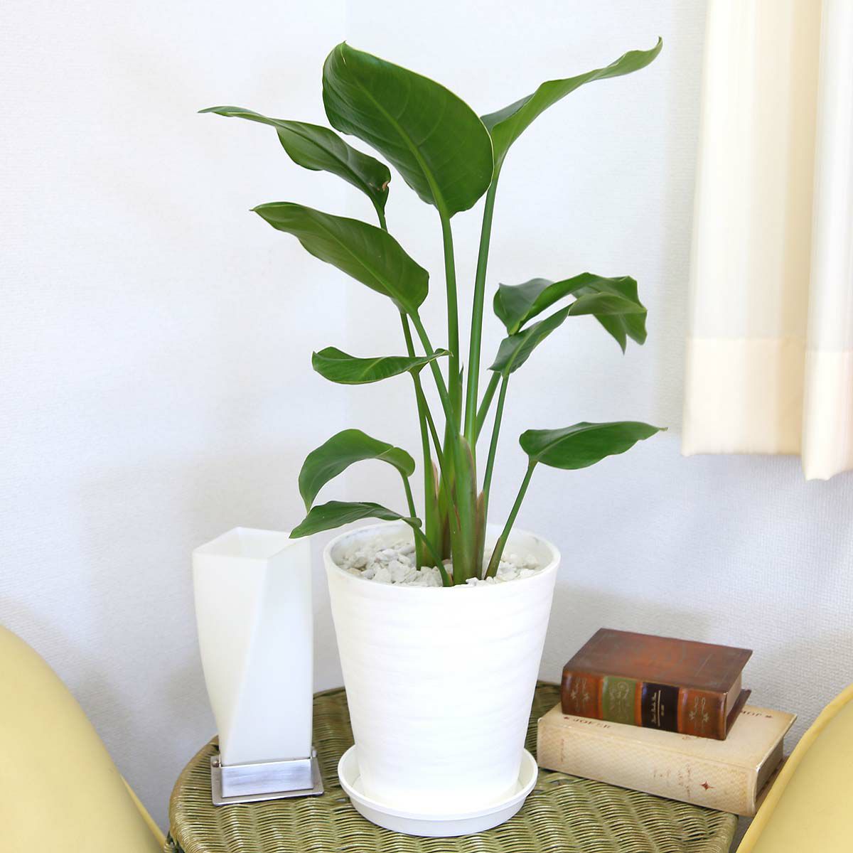 オーガスタ 7号