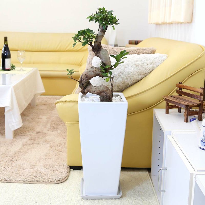 電線 盆栽風（ガジュマル風） 盆栽風ガジュマルのその後