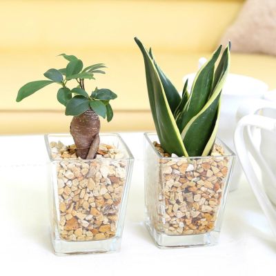 土を使わず清潔感あるゼオライト植えのミニ観葉植物 Aタイプ サンスベリア＆ガジュマル 2鉢セット