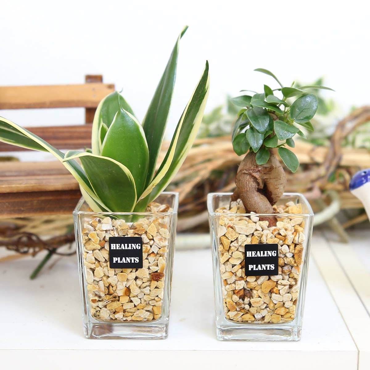 土を使わず清潔感あるゼオライト植えのミニ観葉植物