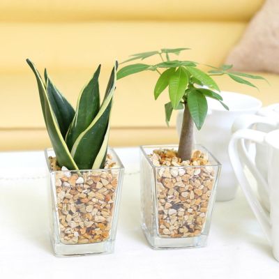 土を使わず清潔感あるゼオライト植えのミニ観葉植物 Aタイプ パキラ＆サンスベリア 2鉢セット
