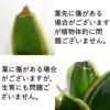 ゼオライト植えのミニ観葉植物