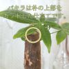 ゼオライト植えのミニ観葉植物