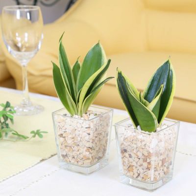 土を使わず清潔感あるゼオライト植えのミニ観葉植物 Aタイプ サンスベリア 2鉢セット