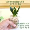 土を使わず清潔感あるゼオライト植えのミニ観葉植物 サンスベリア