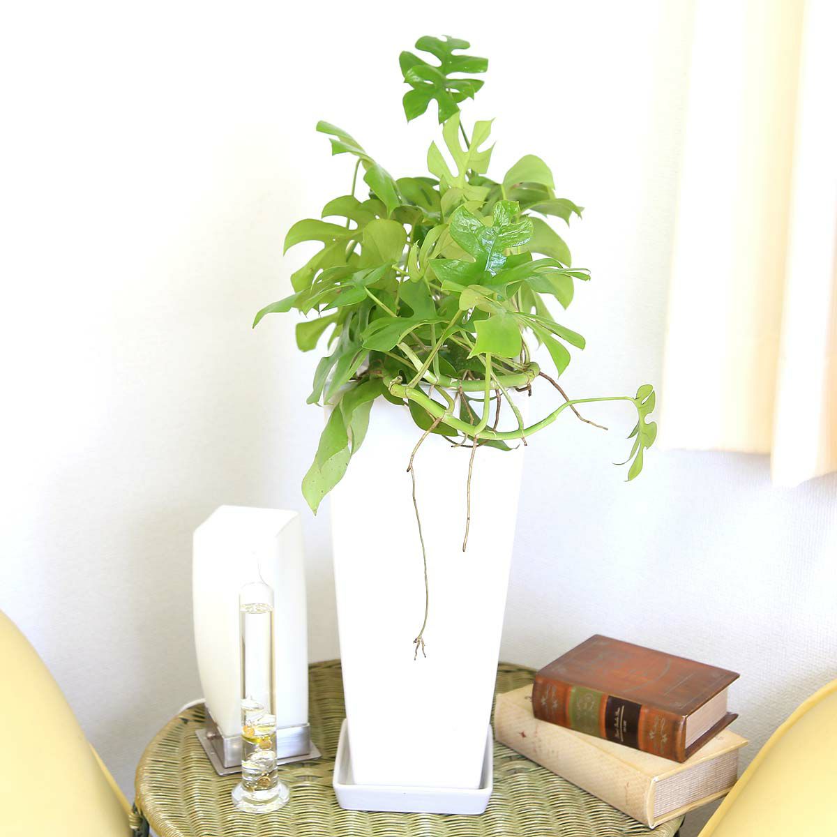 ヒメモンステラ 7号