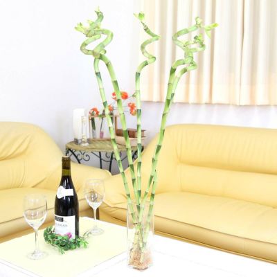 【送料無料】開運竹 ミリオンバンブー（スパイラル 約70cm）5本セット