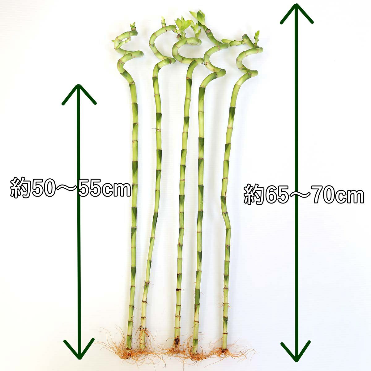 開運竹 ミリオンバンブー スパイラル 約70cm