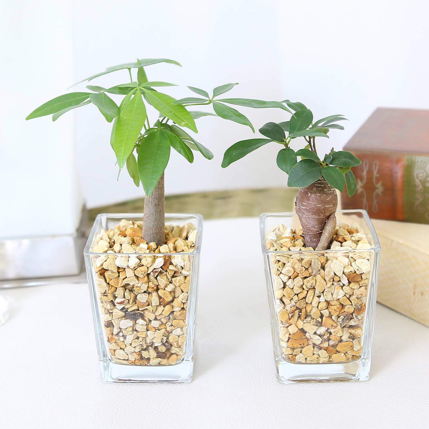 ゼオライト植えのミニ観葉植物 パキラ＆ガジュマル