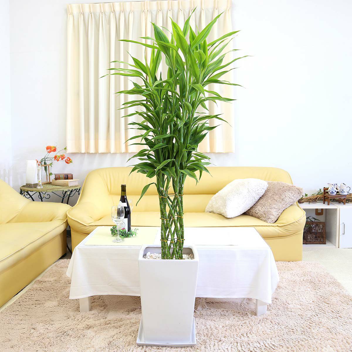 幸せの開運竹 10号 選べるスクエア陶器鉢