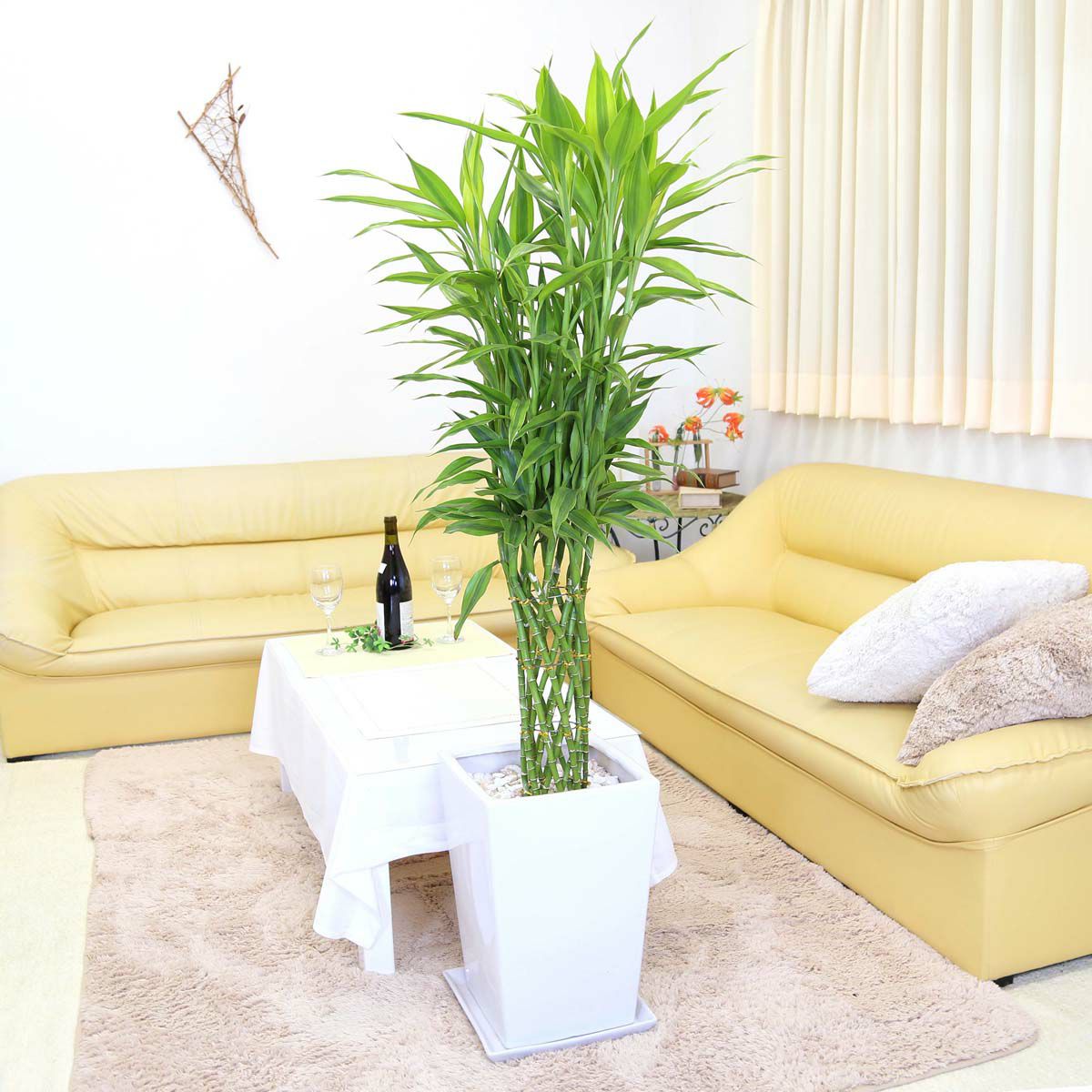 幸せの開運竹 10号 選べるスクエア陶器鉢