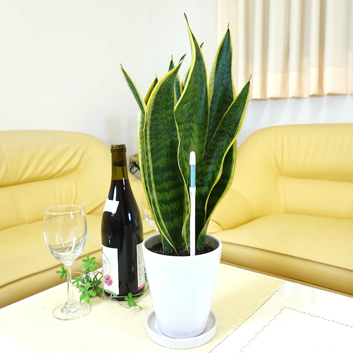 水やりチェッカー