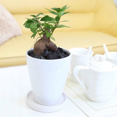 【送料無料】幸せを見守る樹 ガジュマル 5号 ホワイト陶器鉢 丸ロング １鉢 土の表面：竹炭