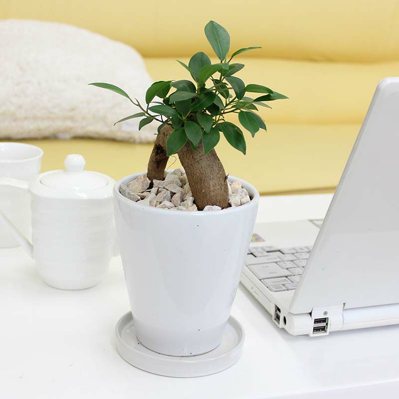 ガジュマル 5号