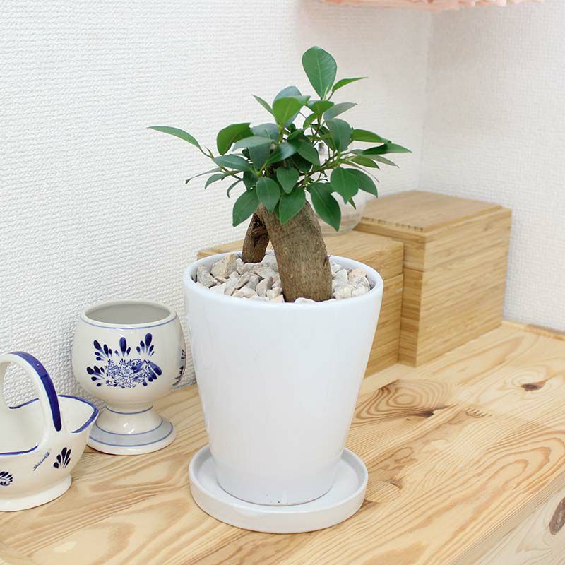 ガジュマル 5号