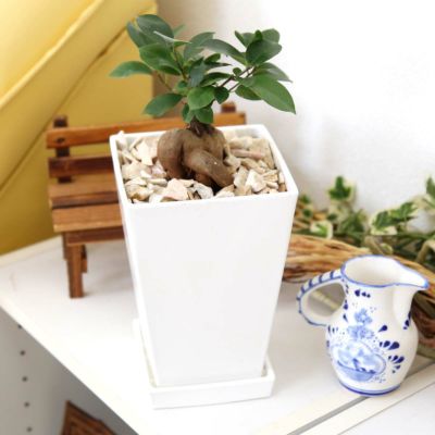 【送料無料】妖精がすむといわれているおもしろ樹形のガジュマル 5号 スクエアプラスチック鉢とお皿付き 【土の表面：化粧石タイプ】