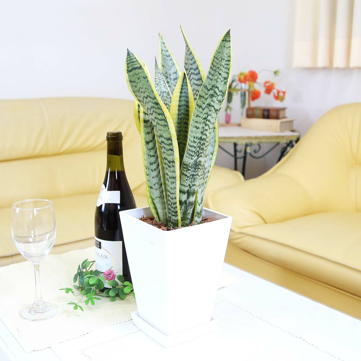 サンスベリア 5号