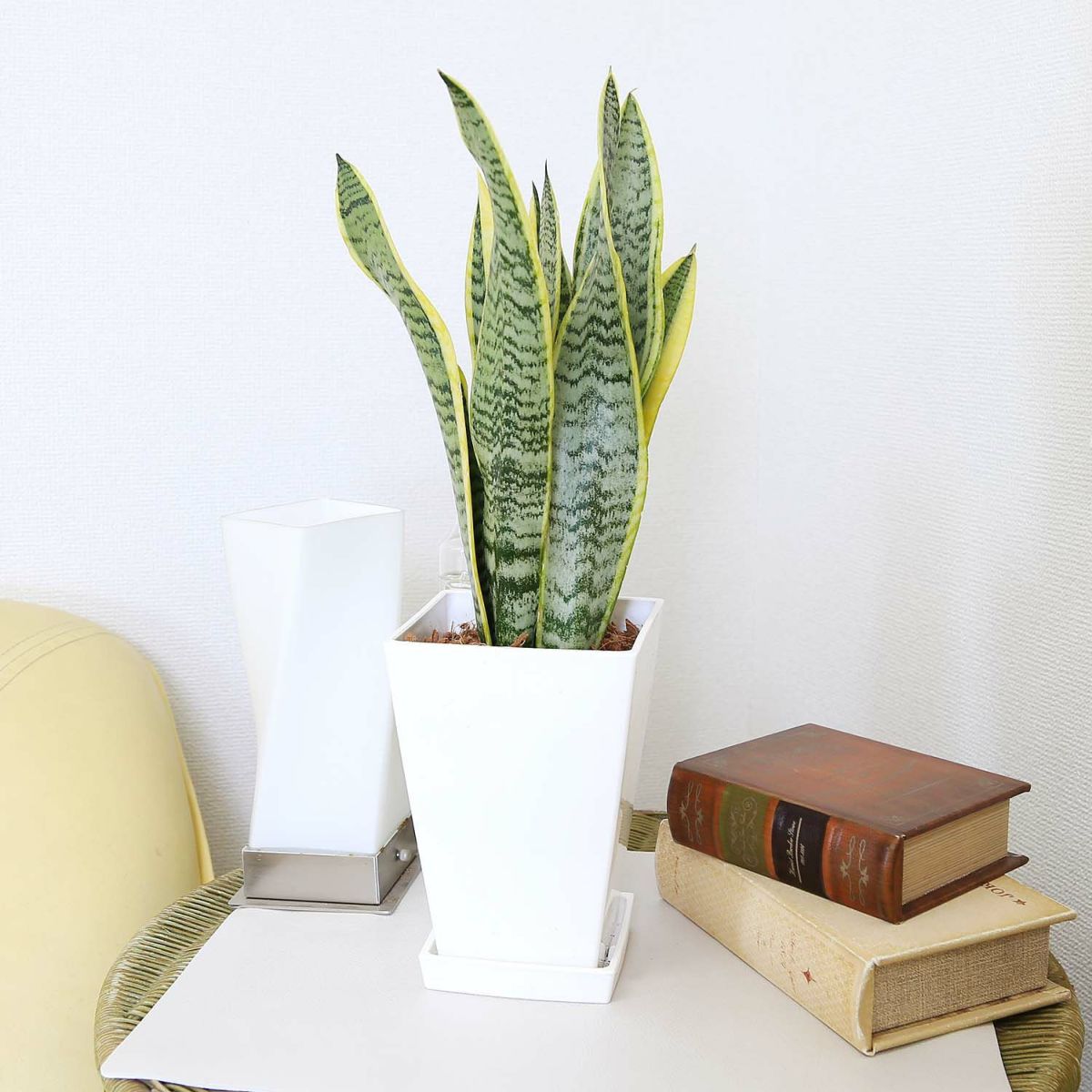 サンスベリア 5号