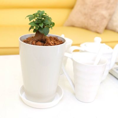 【送料無料】妖精がすむといわれている多幸の木 ガジュマル 4号 丸形プラスチック鉢とお皿付き 【土の表面：ウッドチップタイプ】