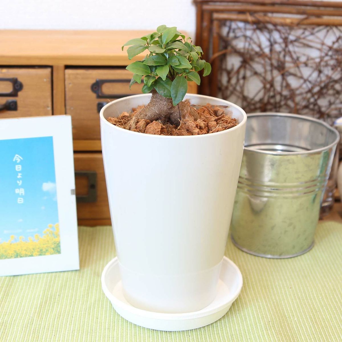 ガジュマル 4号 丸形プラスチック鉢