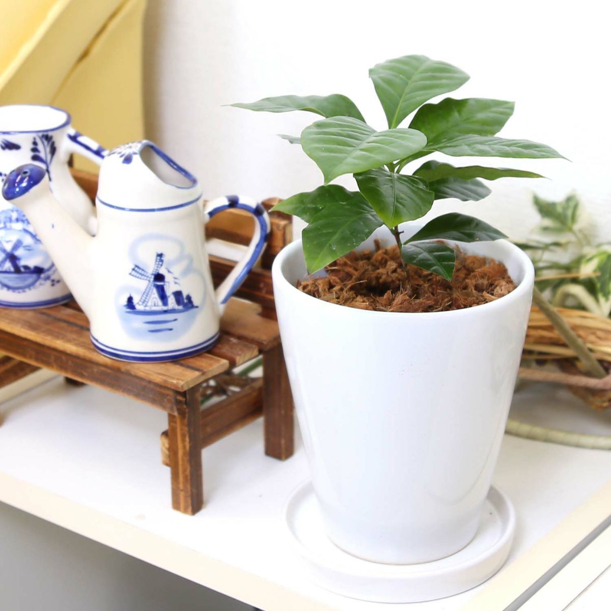 コーヒーの木 5号 