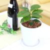 コーヒーの木 5号 