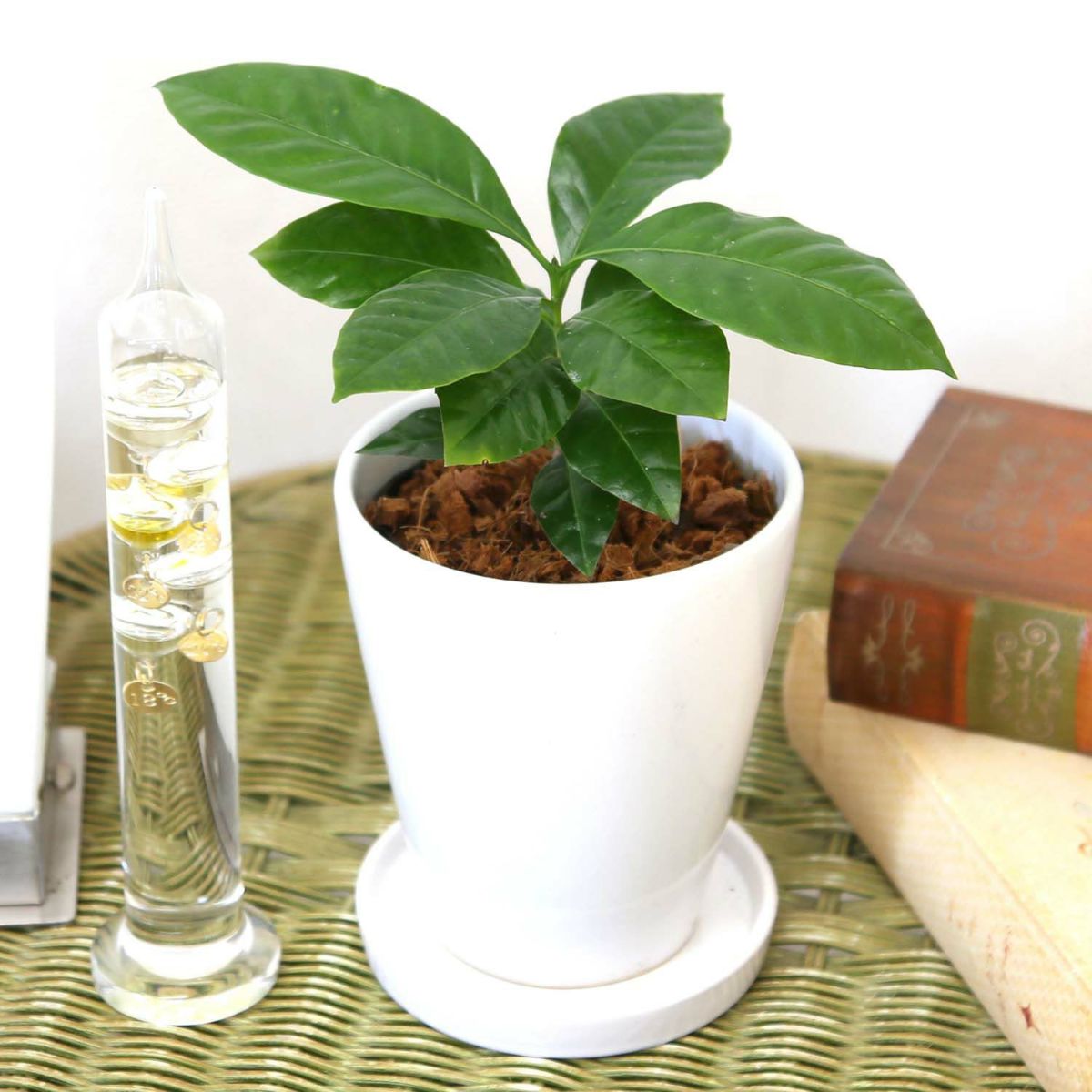 コーヒーの木 5号 