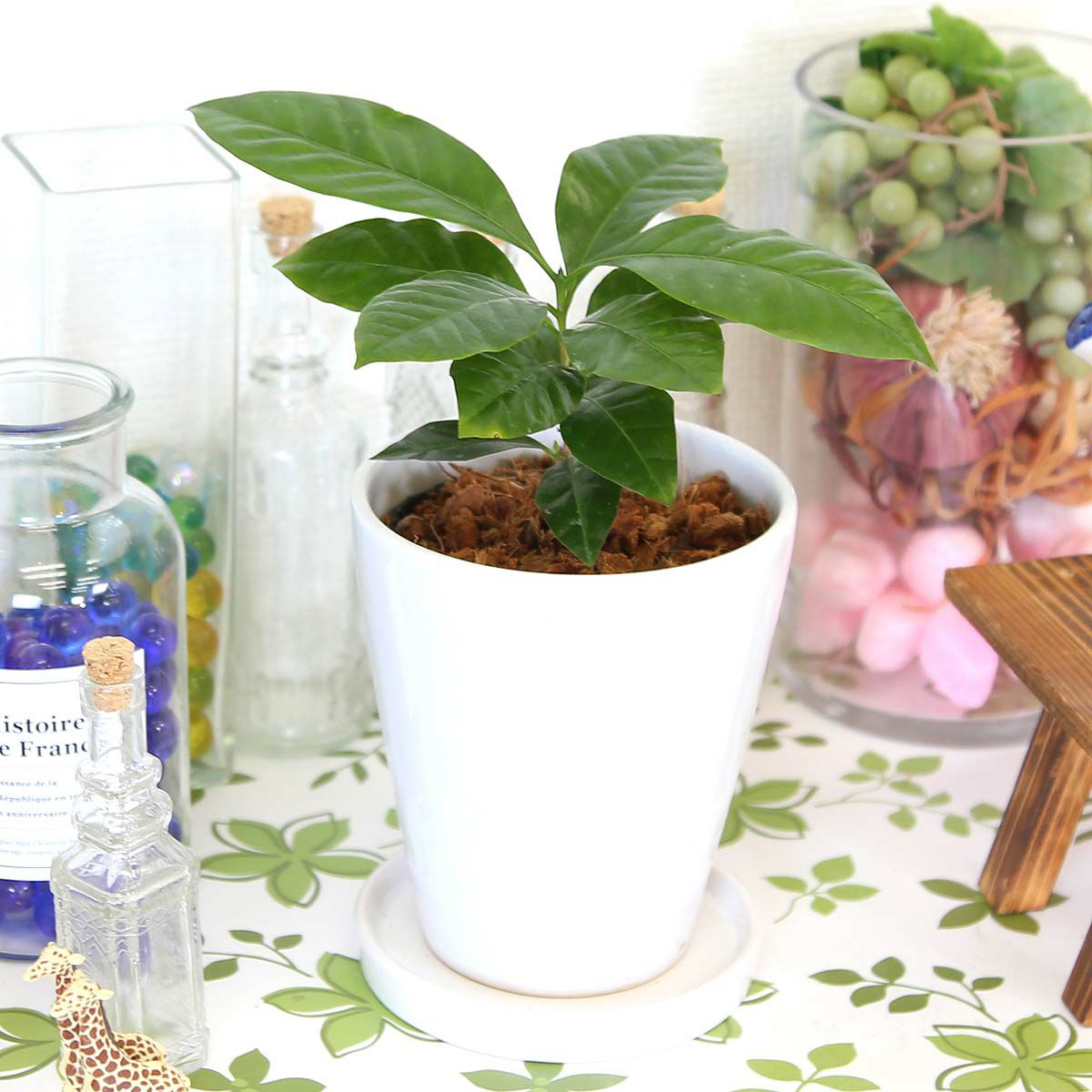 コーヒーの木 5号 