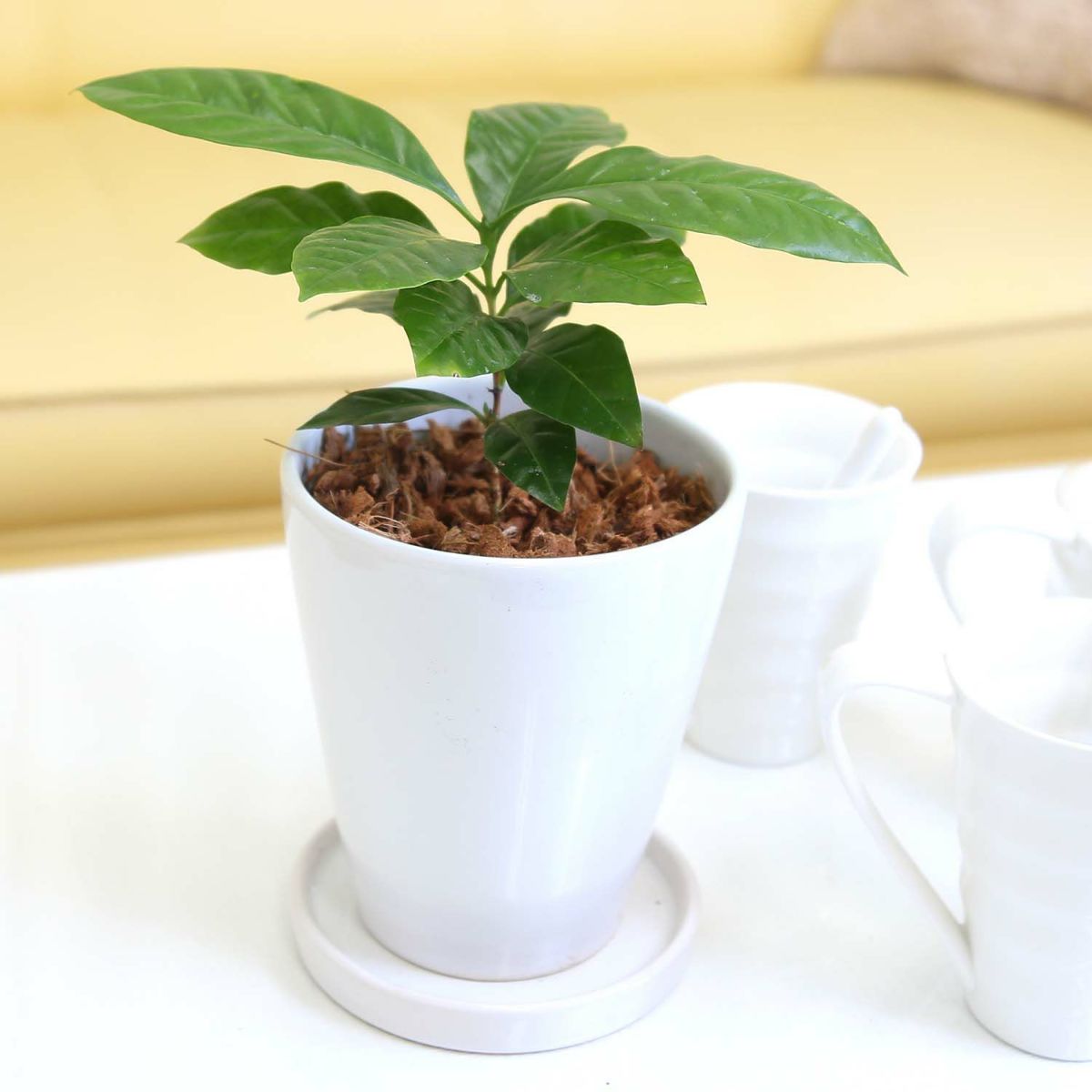 コーヒーの木 5号 