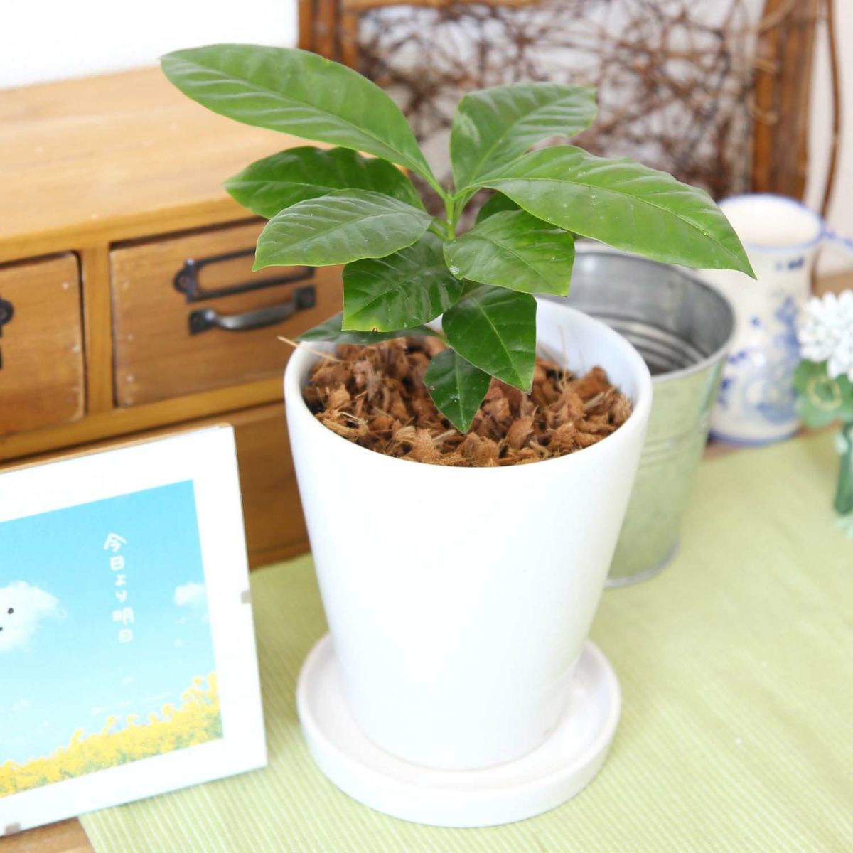 コーヒーの木 5号 