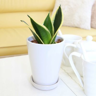【送料無料】空気を浄化するといわれている「サンスベリア ハニーボニー」 4号 陶器鉢 丸ロング 土の表面：ウッドチップタイプ
