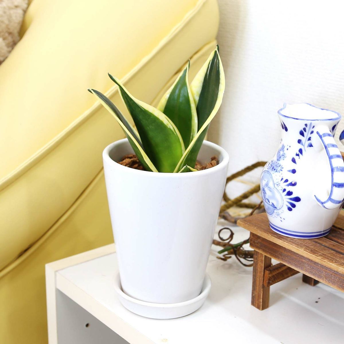 サンスベリア ハニーボニー