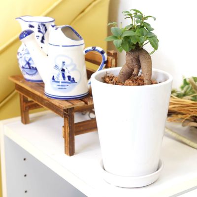 【送料無料】幸せを見守る樹 ガジュマル 4号 ホワイト陶器鉢 丸ロング 土の表面：ウッドチップ