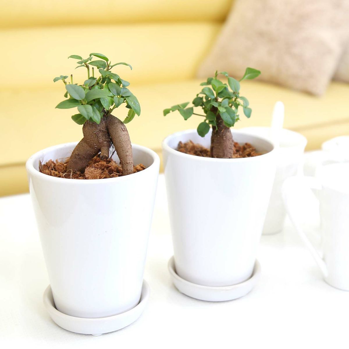 ガジュマル 4号