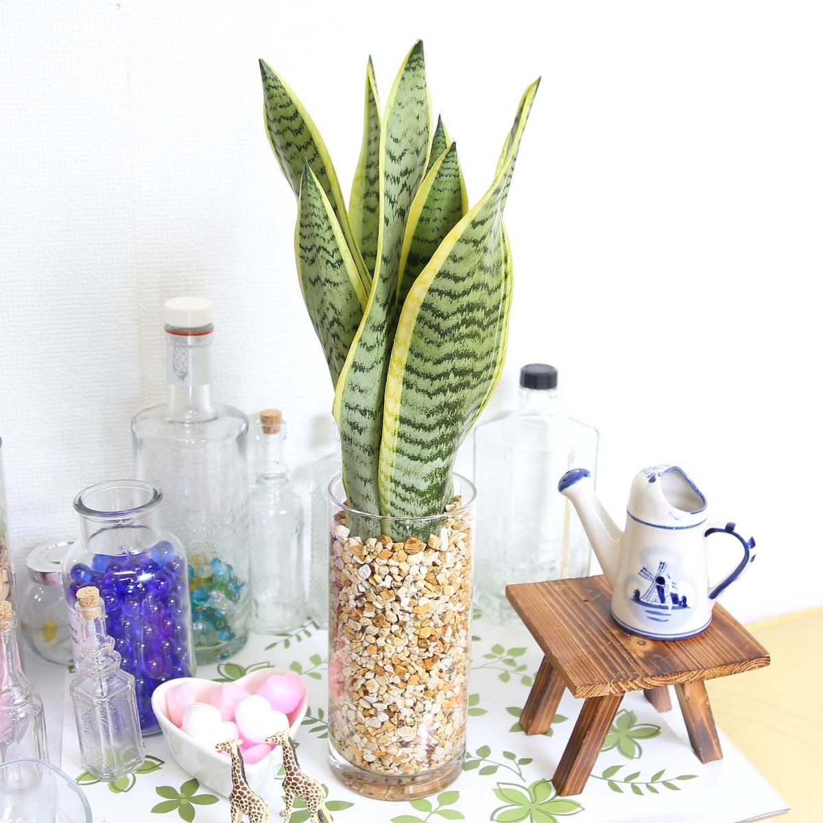 土を使わず清潔感あるサンスベリア