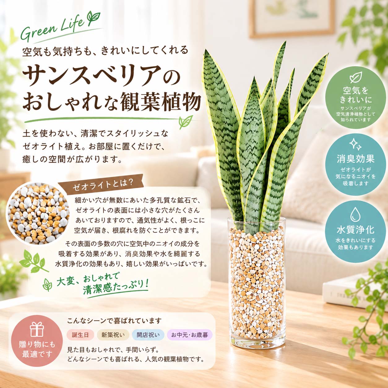 土を使わず清潔感あるサンスベリア